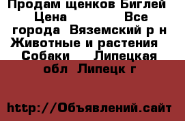 Продам щенков Биглей › Цена ­ 15 000 - Все города, Вяземский р-н Животные и растения » Собаки   . Липецкая обл.,Липецк г.